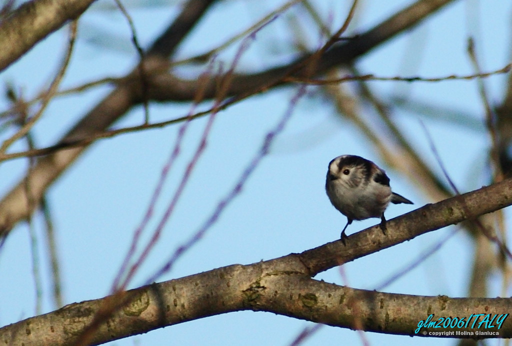 La prima con la 1D - Codibugnolo